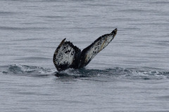 Megaptera novaeangliae australis