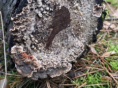 Stereum sanguinolentum