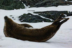 Leptonychotes weddellii