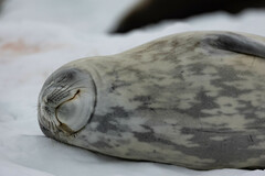 Leptonychotes weddellii