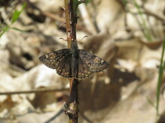 Erynnis juvenalis