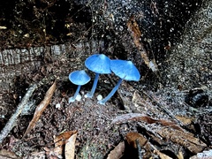 Entoloma hochstetteri