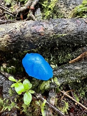 Entoloma hochstetteri