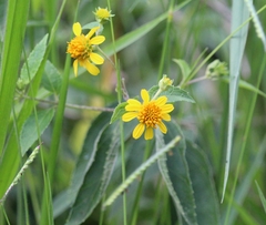 Tilesia baccata