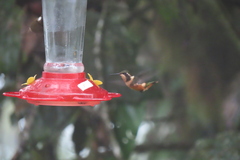 Philodice mitchellii