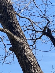 Baeolophus atricristatus