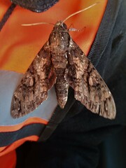Cocytius antaeus