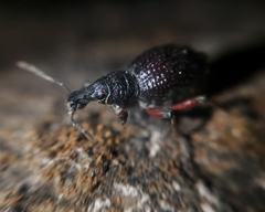 Megalometides discors