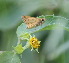 Hylephila phyleus