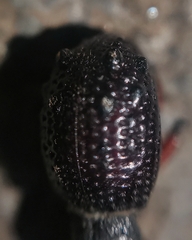 Megalometides discors