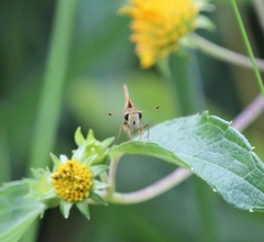 Hylephila phyleus