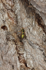 Eusphecia pimplaeformis