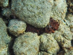 Holothuria arguinensis