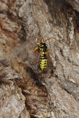 Eusphecia pimplaeformis