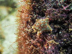 Asterina martinbarriosi