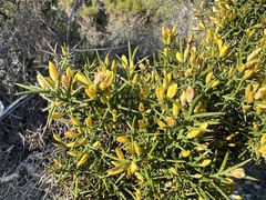 Ulex parviflorus