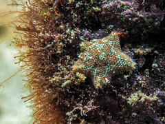 Asterina martinbarriosi