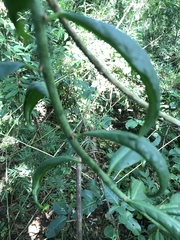 Pereskia aculeata
