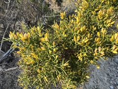 Ulex parviflorus