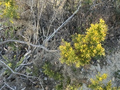 Ulex parviflorus