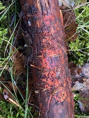 Phanerochaete sanguinea