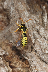 Eusphecia pimplaeformis