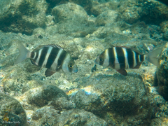 Diplodus cervinus