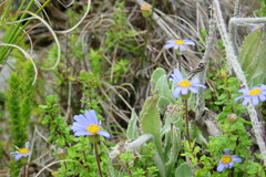 Felicia aethiopica