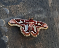 Rothschildia jacobaeae