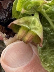 Lonicera involucrata