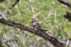 Chordeiles acutipennis