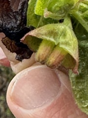 Lonicera involucrata