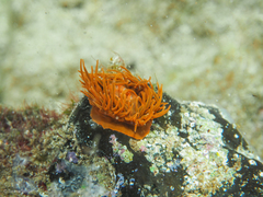 Anemonia sargassensis