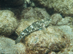 Mauligobius maderensis