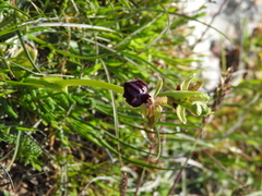 Ophrys sphegodes passionis