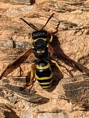Ancistrocerus longispinosus