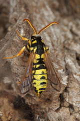 Eusphecia pimplaeformis