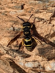 Ancistrocerus longispinosus