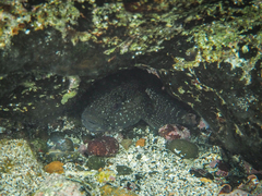 Mauligobius maderensis