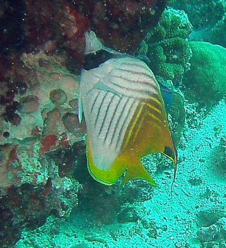 Threadfin Butterflyfish — seen at this dive site