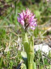 Orchis italica