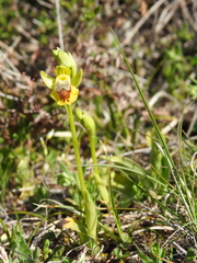 Ophrys sicula