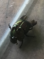 Coprophanaeus saphirinus