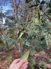 Cartrema americana
