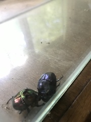 Coprophanaeus saphirinus