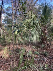 Cartrema americana