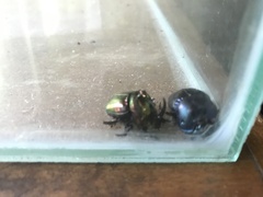 Coprophanaeus saphirinus