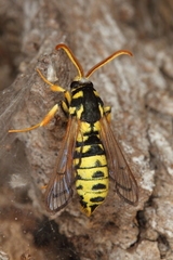 Eusphecia pimplaeformis
