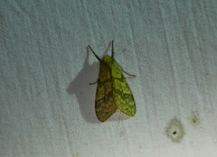 Lophocampa annulosa