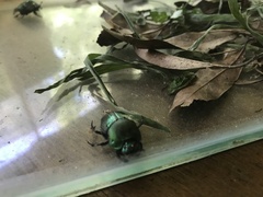 Coprophanaeus saphirinus